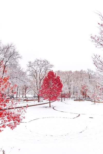 白雪覆盖的公园与红色的树
